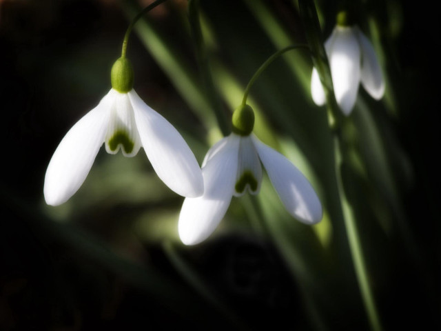 White flowers green stems blurry free wallpaper - medium preview image