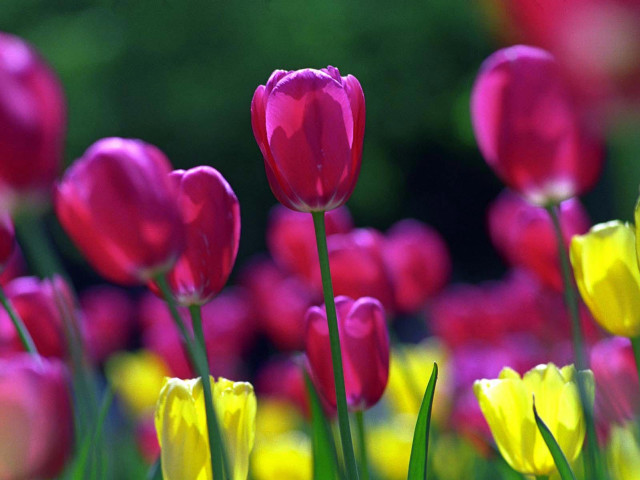 Pink yellow tulips green stems #3 free wallpaper - medium preview image