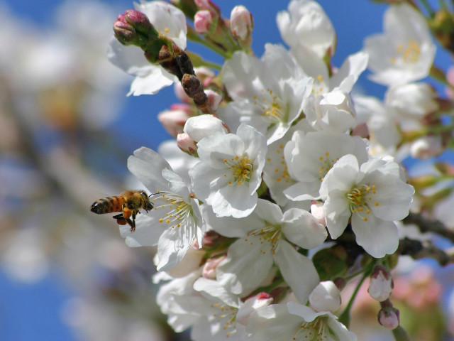 Bee flying white flowers tree #2 free wallpaper - medium preview image