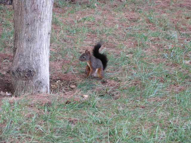 Squirrel standing tree grass growing free wallpaper - medium preview image