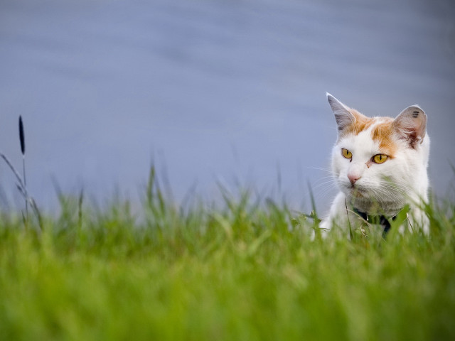 Serious cat sitting grass blue free wallpaper - medium preview image