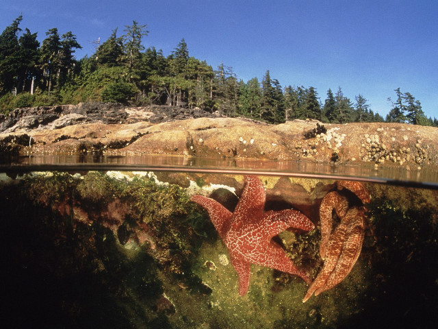 Starfish swimming water rocky shore #2 free wallpaper - medium preview image