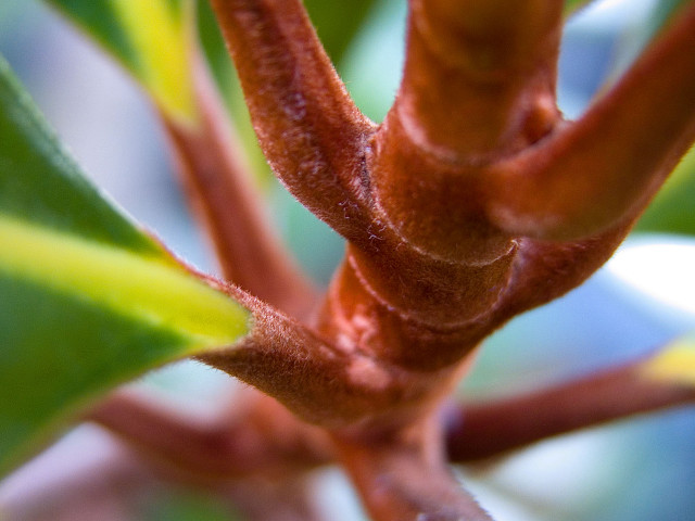 Tree branch green leaves blurry #4 free wallpaper - medium preview image