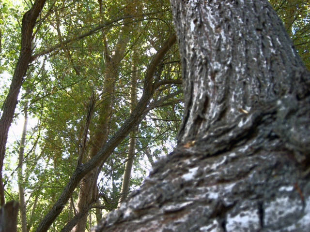Bird perched tree branch woods #6 free wallpaper - medium preview image