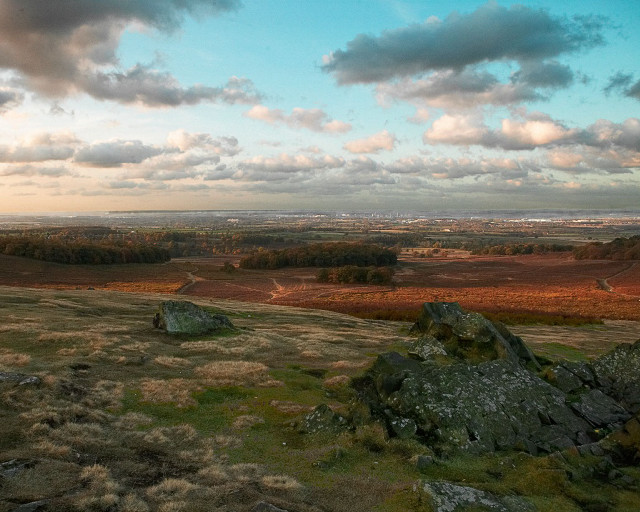 Lone sheep grass field forest free wallpaper - medium preview image