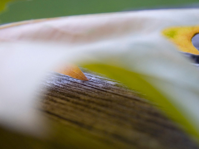Yellow white flower closeup blurry #2 free wallpaper - medium preview image