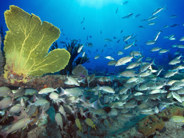 Large fish coral reef leafy free wallpaper - medium preview image