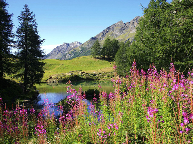 Lake forest flower mountain sky free wallpaper - medium preview image
