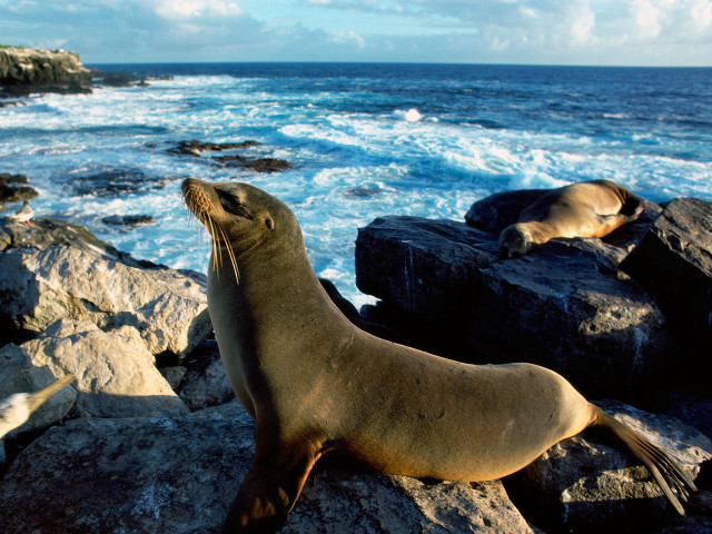 Seal rock ocean nearby looking #4 free wallpaper - medium preview image