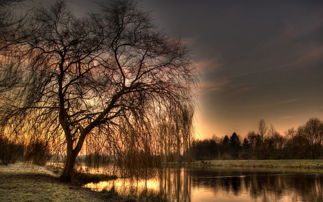 Tree grass water sunset dawn #4 free wallpaper - medium preview image