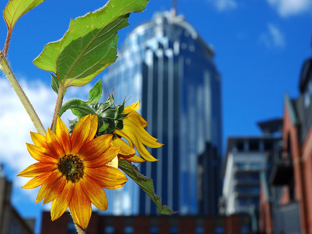 Sunflower city background sunny day free wallpaper - medium preview image