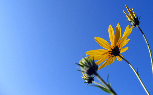 Yellow flower blue sky background #6 free wallpaper - medium preview image