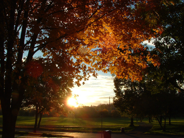 Tree sunlight leaves distance nature free wallpaper - medium preview image