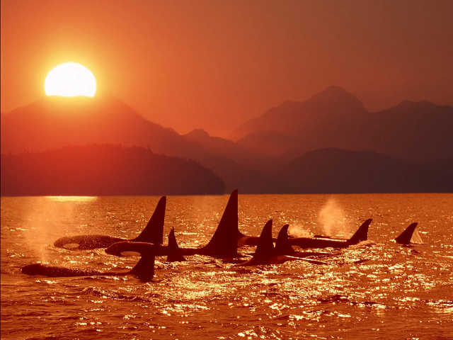 Orca whales swimming ocean sunset #3 free wallpaper - medium preview image