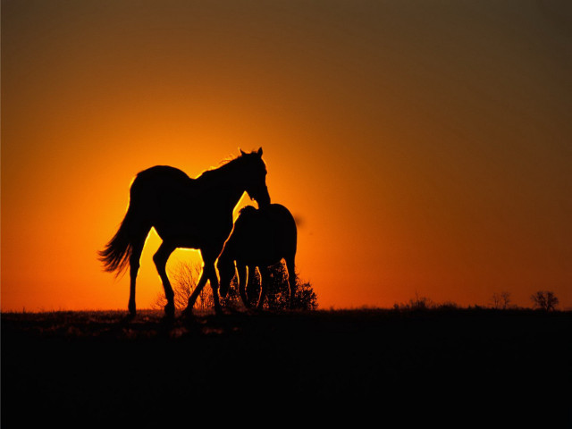 Horses sunset grass field couple free wallpaper - medium preview image