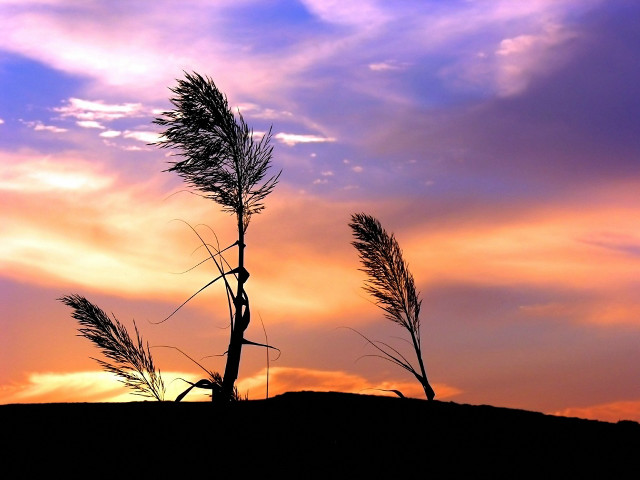 Tree sky clouds background nature free wallpaper - medium preview image