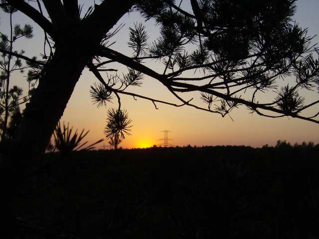 Sunset pine tree field telephone #2 free wallpaper - medium preview image