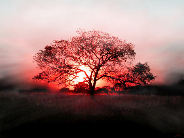 Tree field sunset fog air #7 free wallpaper - medium preview image