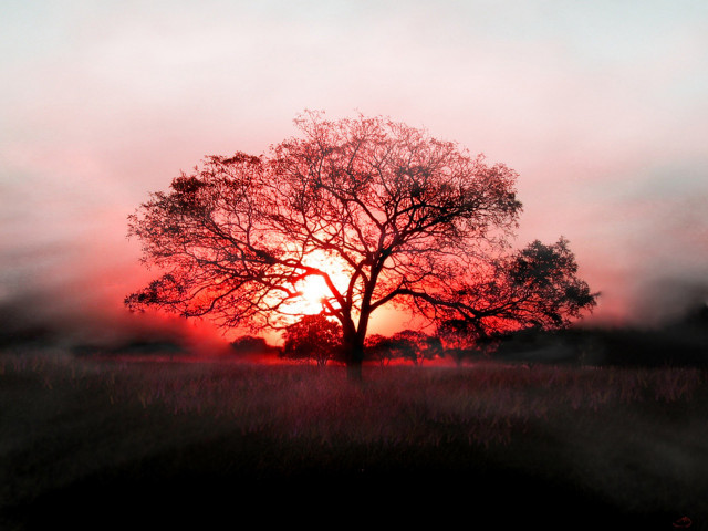 Tree field sunset fog air #9 free wallpaper - medium preview image