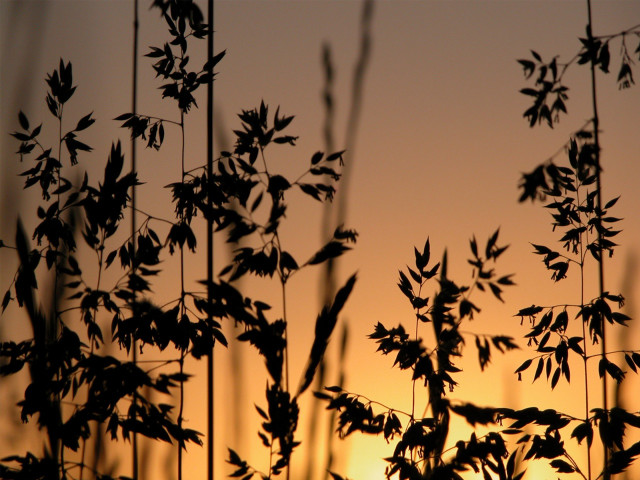 Silhouette plant sunset background leaves #3 free wallpaper - medium preview image