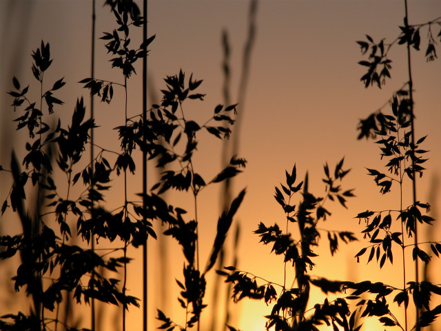 Silhouette plant sunset background leaves #4 free wallpaper - medium preview image