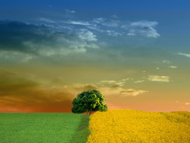 Lone tree field yellow flowers #2 free wallpaper - medium preview image