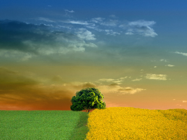 Lone tree yellow flowers cloudy #2 free wallpaper - medium preview image