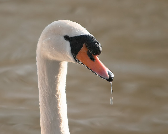 Swan long neck black head #2 free wallpaper - medium preview image