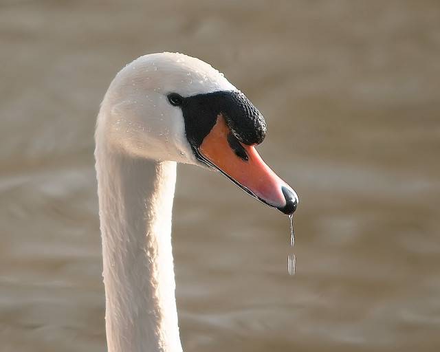 Swan long neck black head #3 free wallpaper - medium preview image