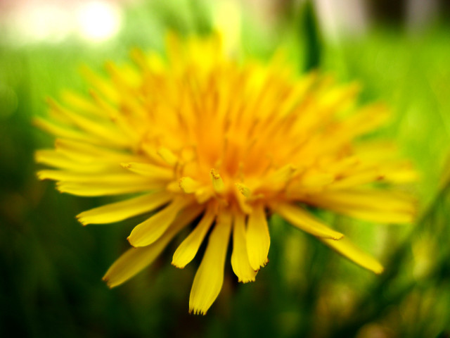 Yellow flower closeup field grass free wallpaper - medium preview image