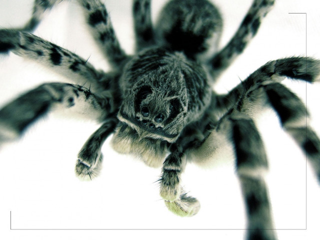 Spider closeup white background black free wallpaper - medium preview image