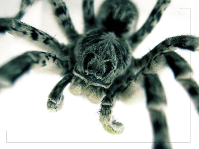 Spider closeup white background black #3 free wallpaper - medium preview image