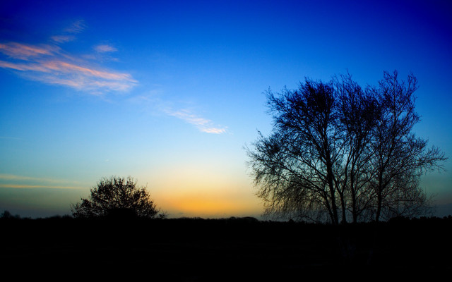 Tree silhouette blue sky sunset #2 free wallpaper - medium preview image