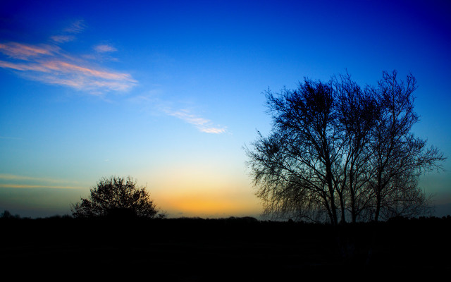 Tree silhouette blue sky sunset #5 free wallpaper - medium preview image