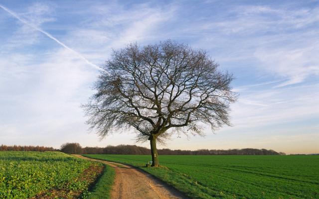 Tree dirt road field sky #2 free wallpaper - medium preview image