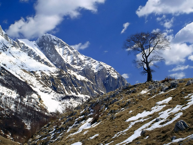 Lone tree snowy mountain blue #4 free wallpaper - medium preview image