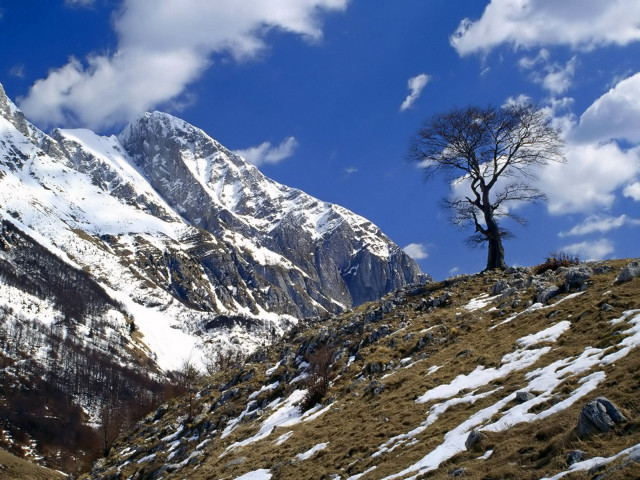 Lone tree snowy mountain blue #2 free wallpaper - medium preview image