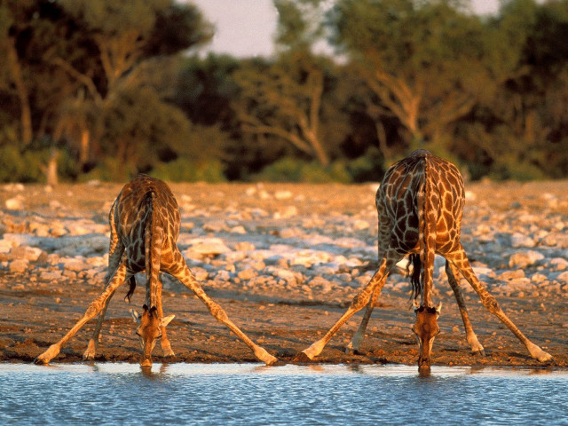 Giraffes standing water trees background free wallpaper - medium preview image