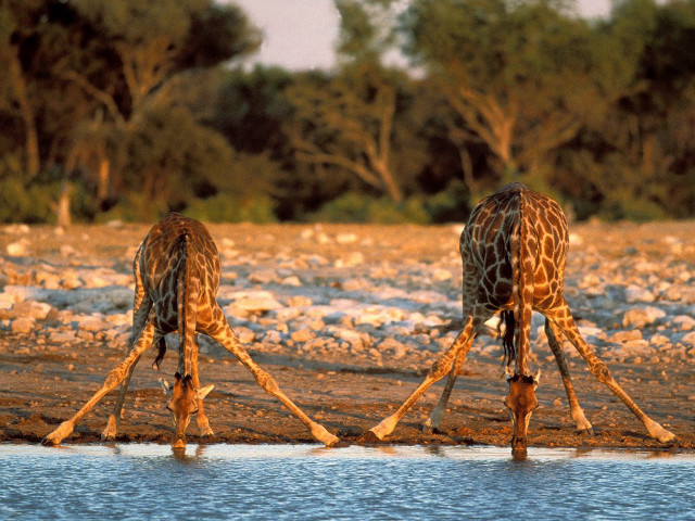 Giraffes standing water rocks trees free wallpaper - medium preview image
