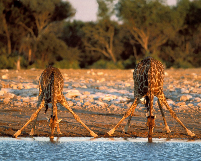 Giraffes standing water rocks trees #2 free wallpaper - medium preview image