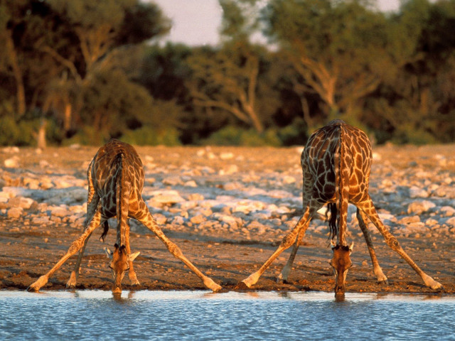 Giraffes standing water rocks trees #3 free wallpaper - medium preview image