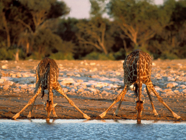 Giraffes standing water trees background #2 free wallpaper - medium preview image