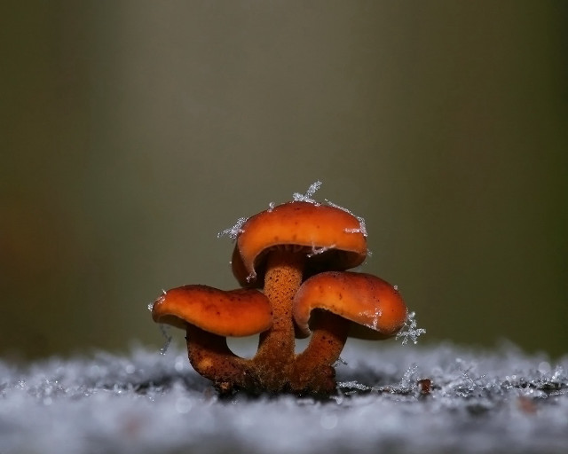 Mushrooms snow water green ecological free wallpaper - medium preview image