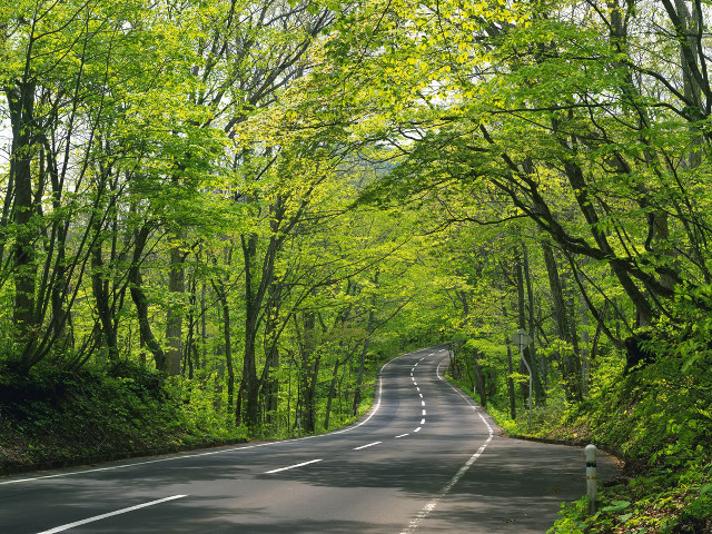 Road trees green foliage day free wallpaper - medium preview image