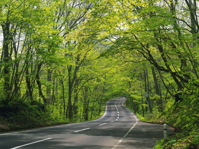 Road trees green foliage day #2 free wallpaper - medium preview image