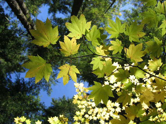 Yellow leaves tree blue sky #3 free wallpaper - medium preview image