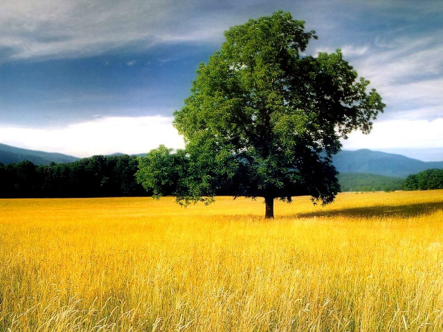 Lone tree tall grass mountains #2 free wallpaper - medium preview image