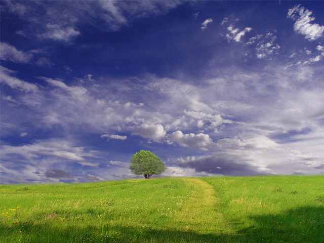 Lone tree grassy field cloudy #22 free wallpaper - medium preview image