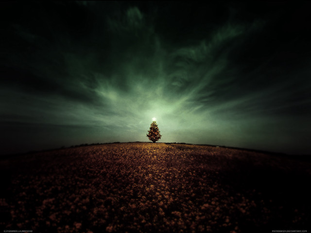 Lone tree field cloudy night free wallpaper - medium preview image