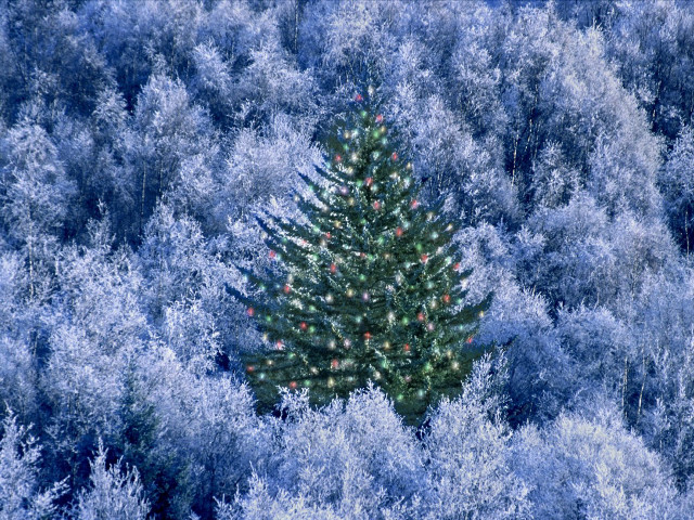 Christmas tree blue forest red #2 free wallpaper - medium preview image